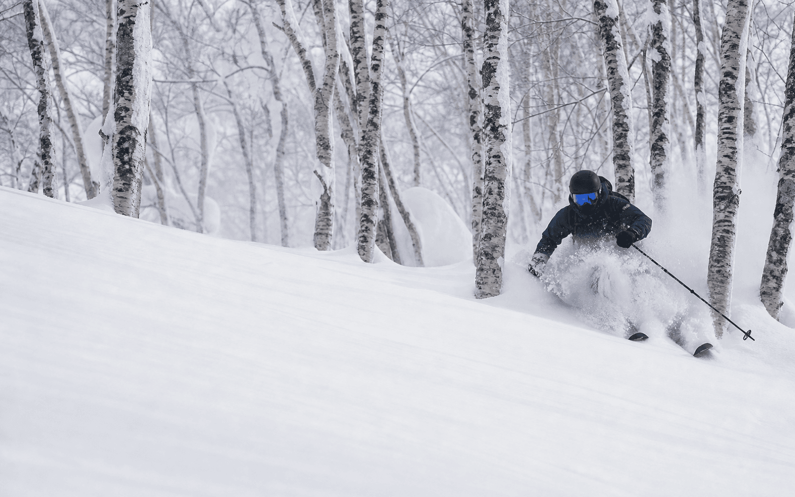 A skier floating through powder among silver birch trees in Niseko.